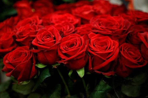 Người độc thân chiêm bao thấy hoa hồng