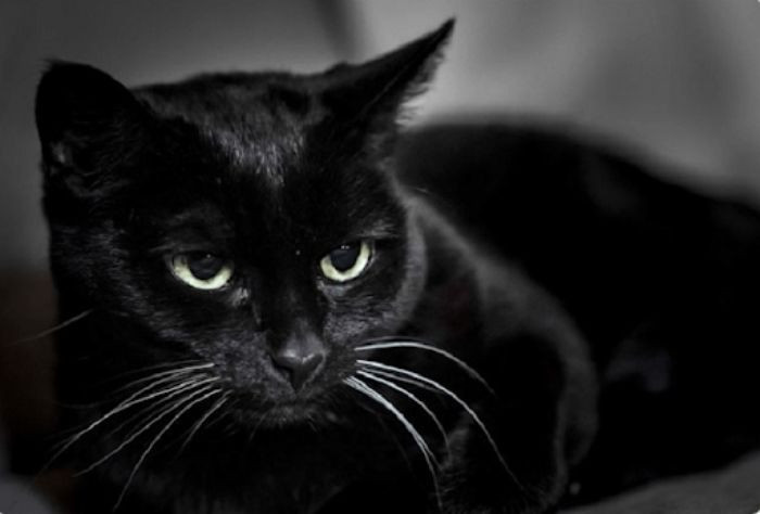 Nằm mơ thấy mèo đen đánh con số nào?